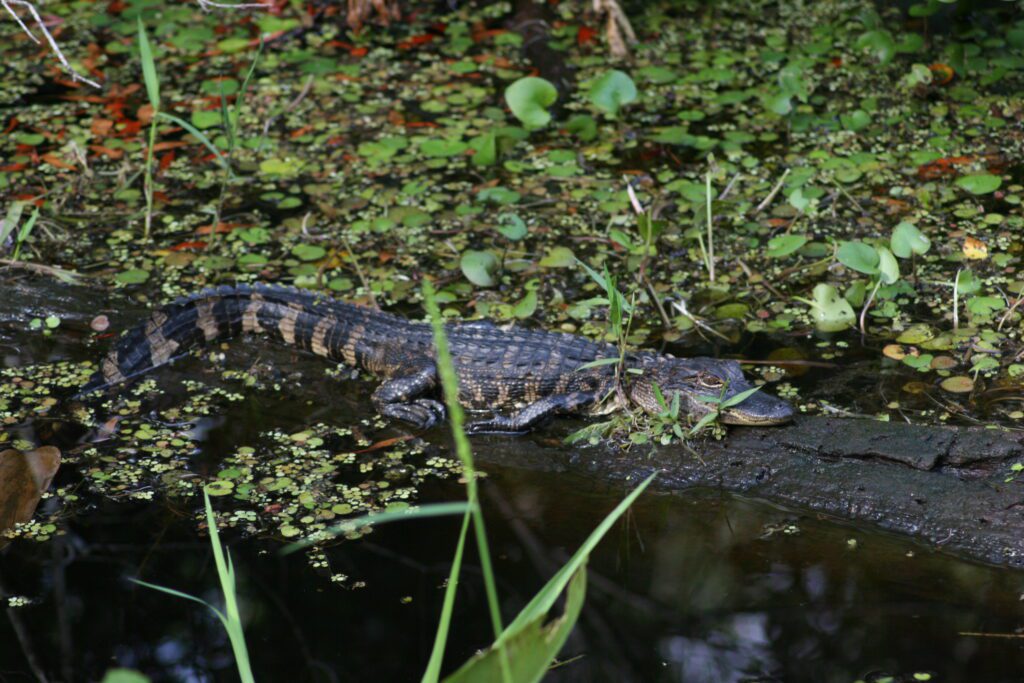 Wildlife